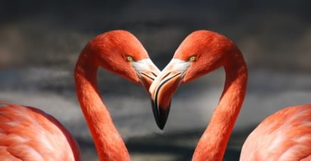 Flamingo love like sexy SEO