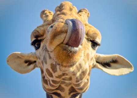 Giraffe-tongue twisters for language learning